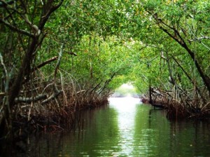 airboat-ride-scenery