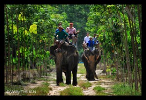 elephant-trekking-phuket