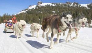 dogsled